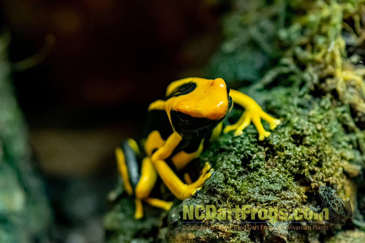 Dendrobates tinctorius "Giant Orange"