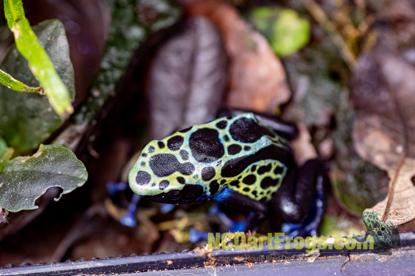 Dendrobates tinctorius "Green Sipaliwini"