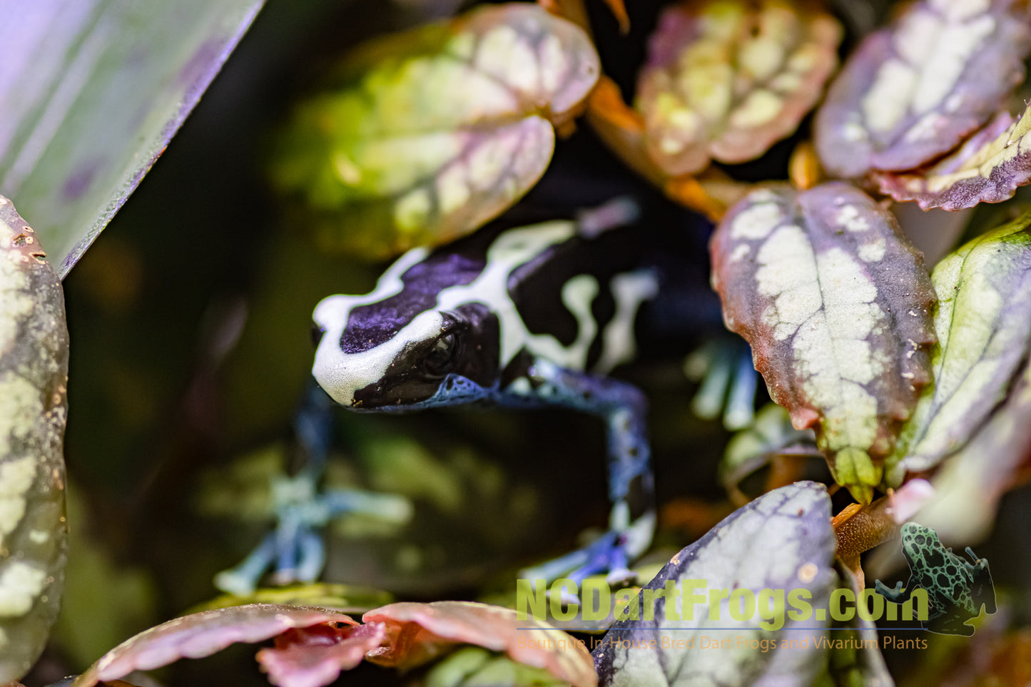 Dendrobates tinctorius “Oyapock”