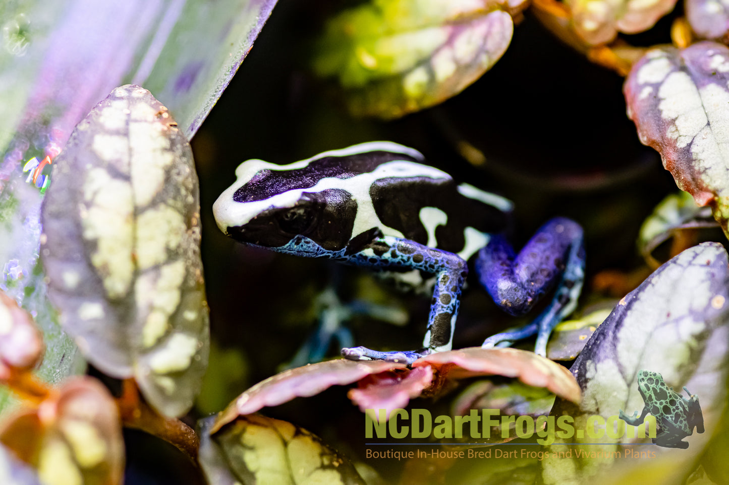 Dendrobates tinctorius “Oyapock”