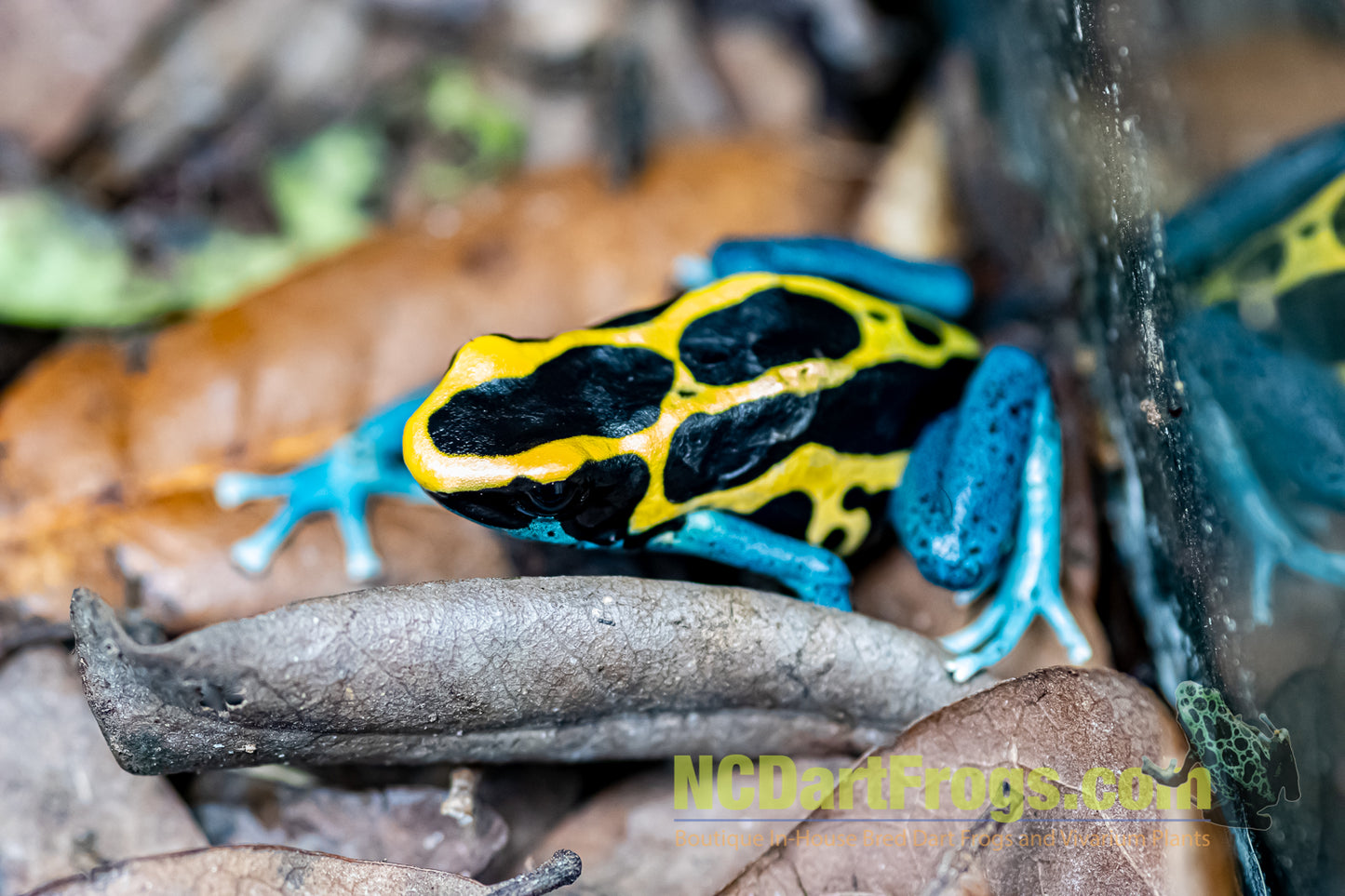 Dendrobates tinctorius “Patricia”