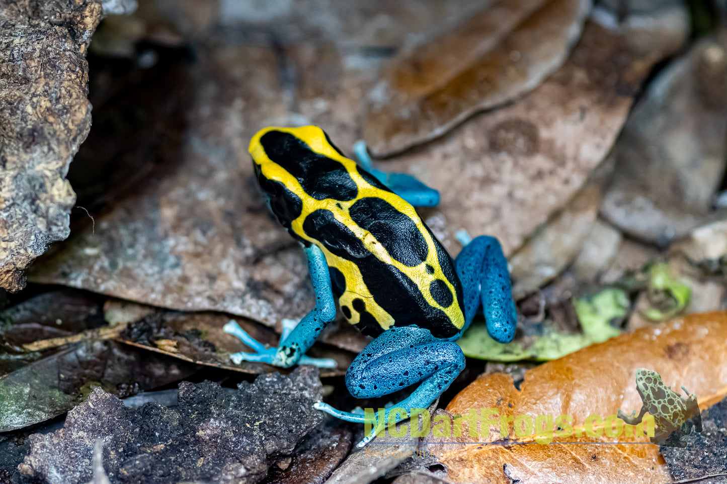 Dendrobates tinctorius “Patricia”