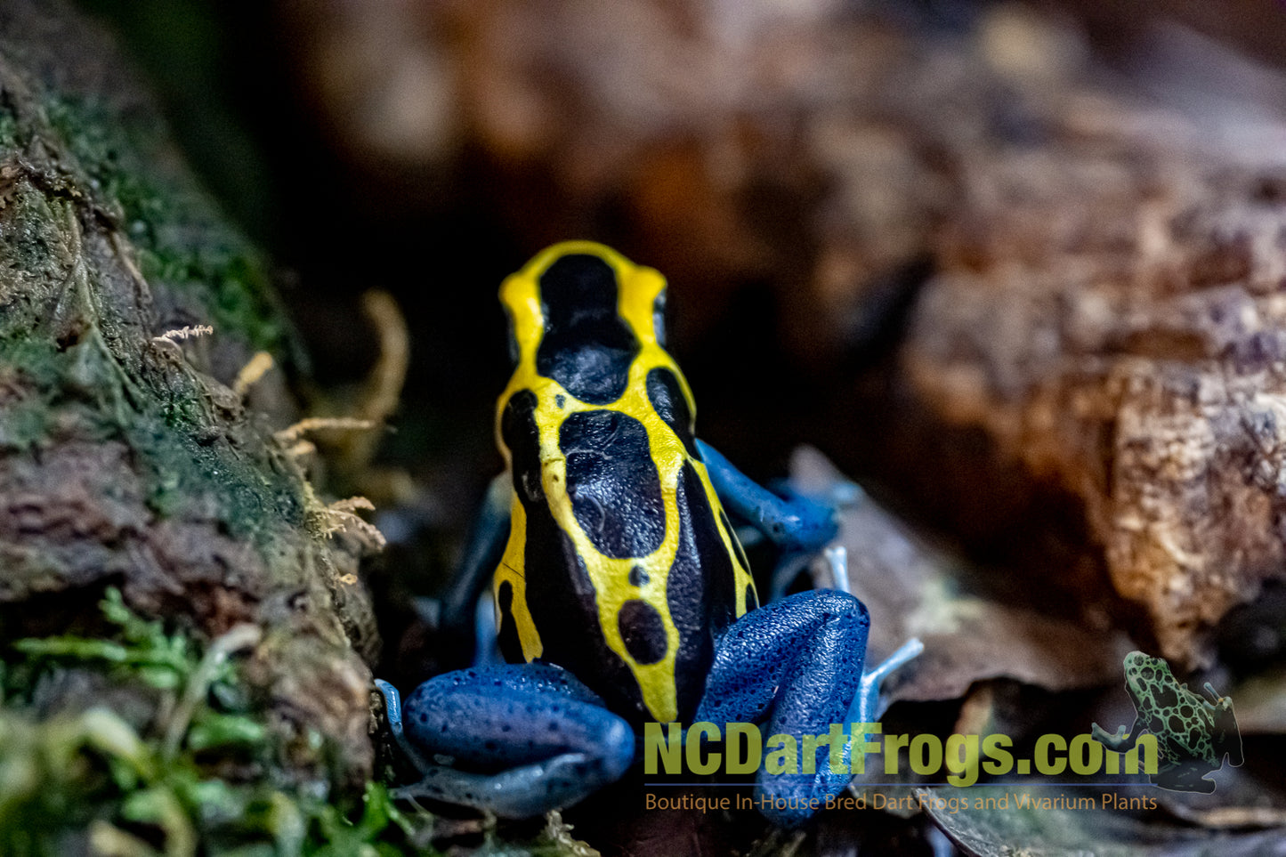 Dendrobates tinctorius “Patricia”