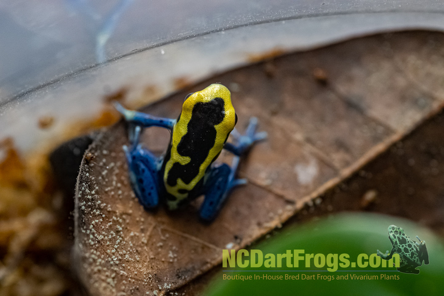 Dendrobates tinctorius “Patricia”