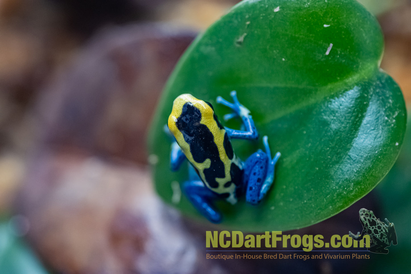 Dendrobates tinctorius “Patricia”