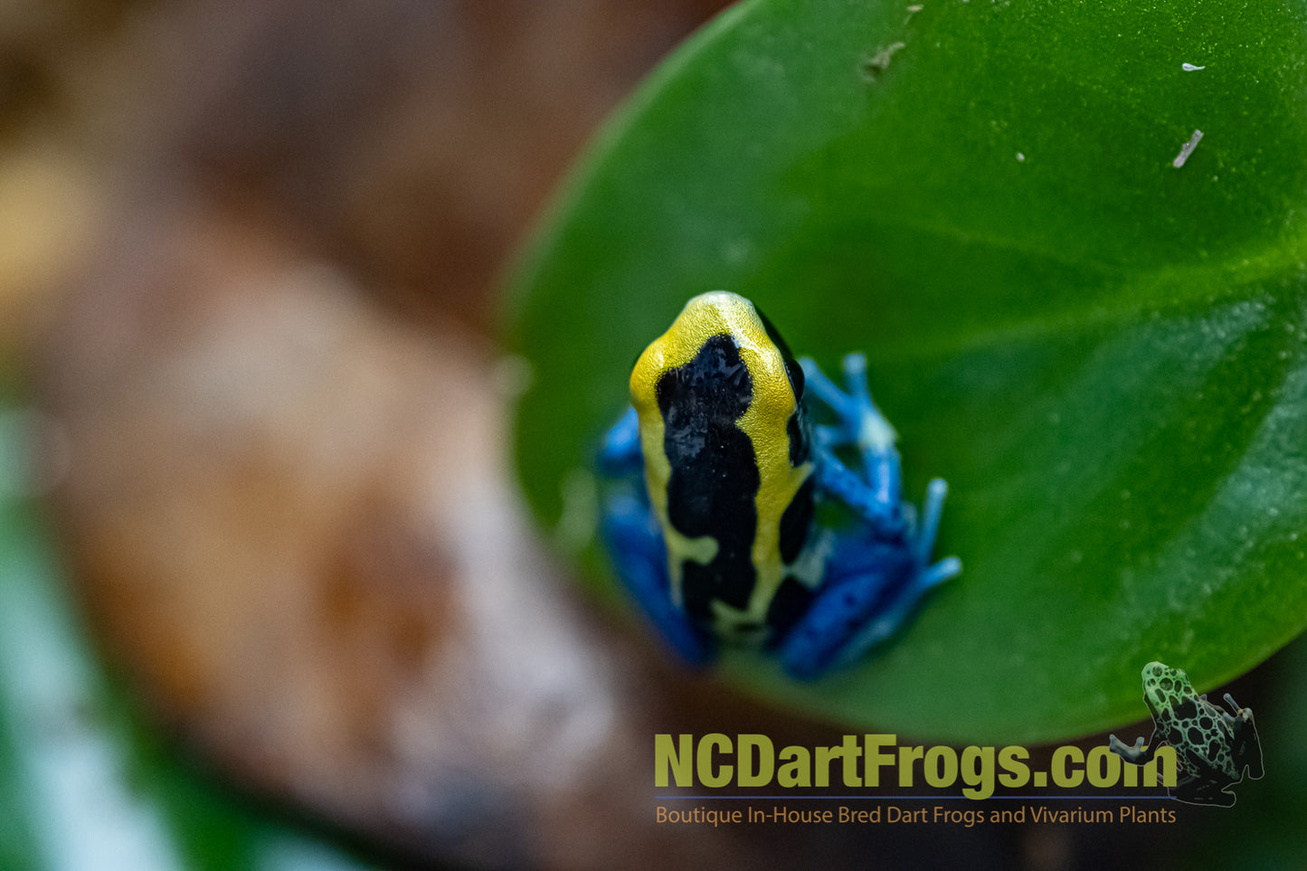 Dendrobates tinctorius “Patricia”