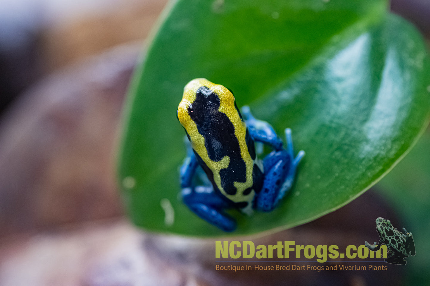 Dendrobates tinctorius “Patricia”