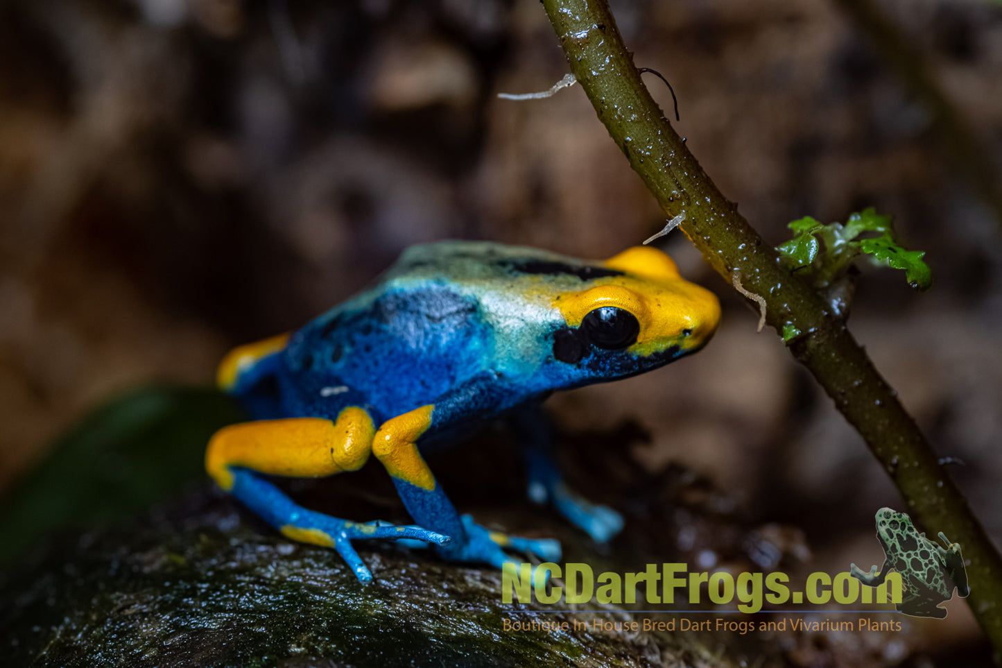 Dendrobates tinctorius “Peacock”