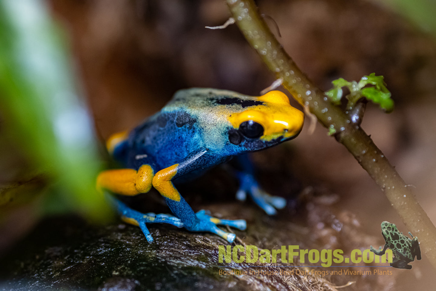 Dendrobates tinctorius “Peacock”