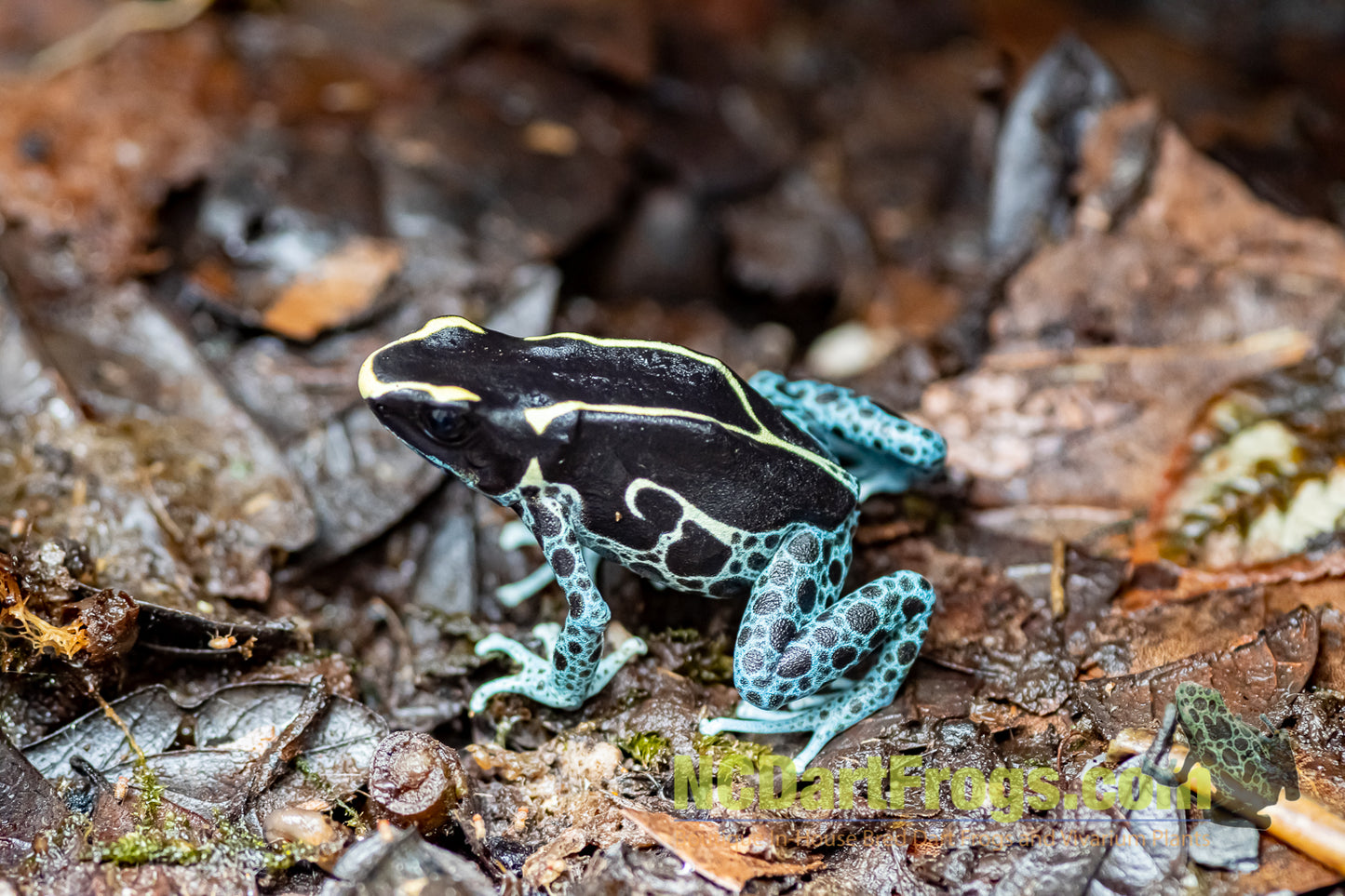 Dendrobates tinctorius “Powder Blue”