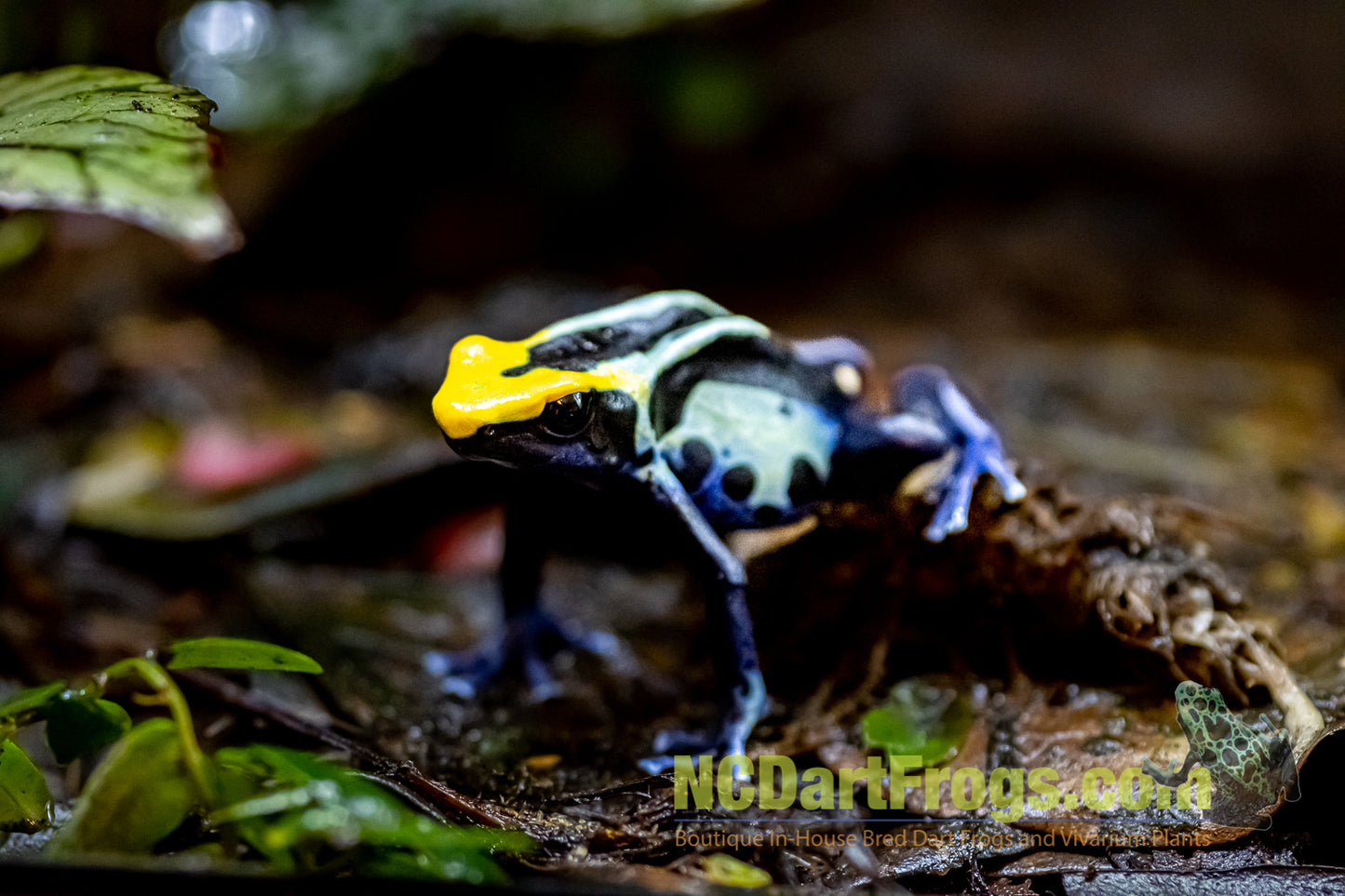 Dendrobates tinctorius “Robertus”