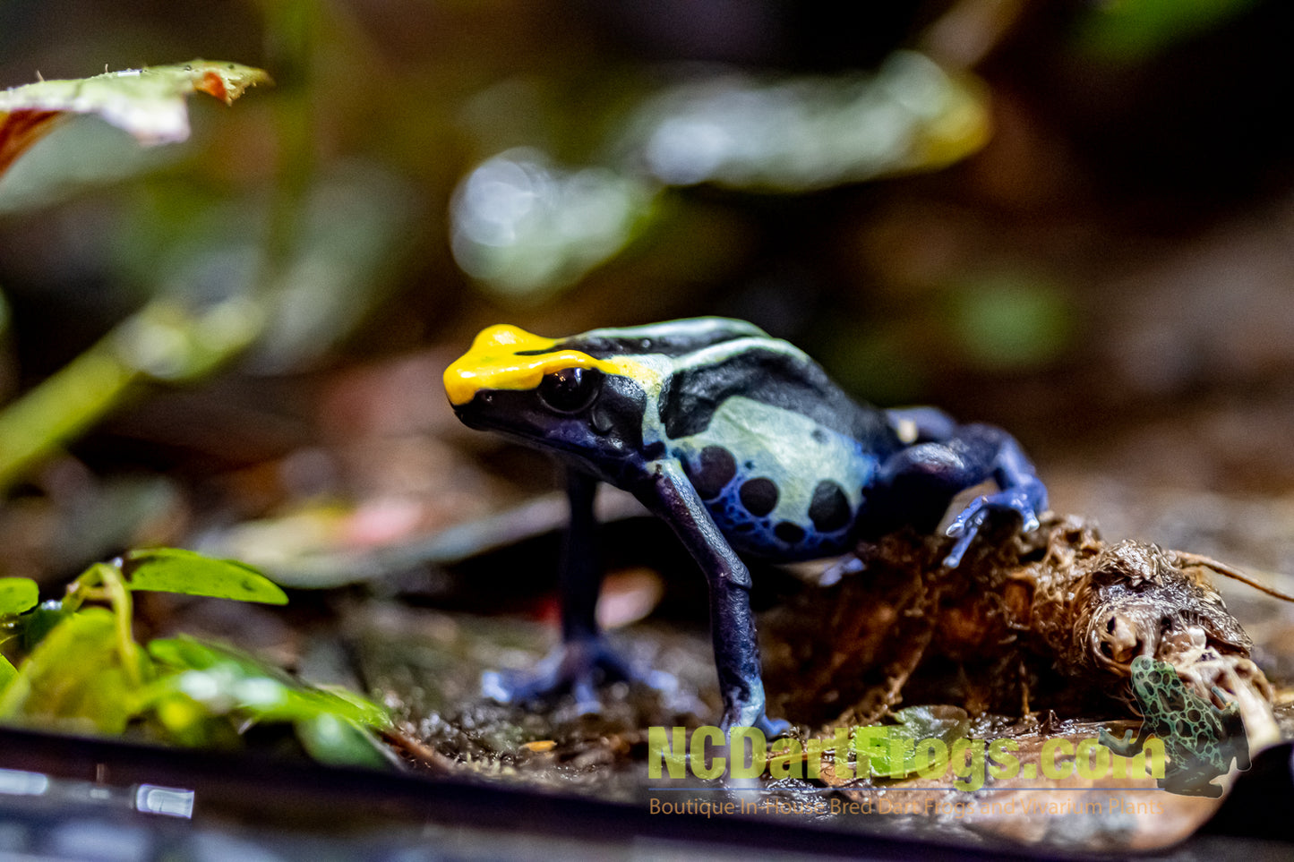 Dendrobates tinctorius “Robertus”