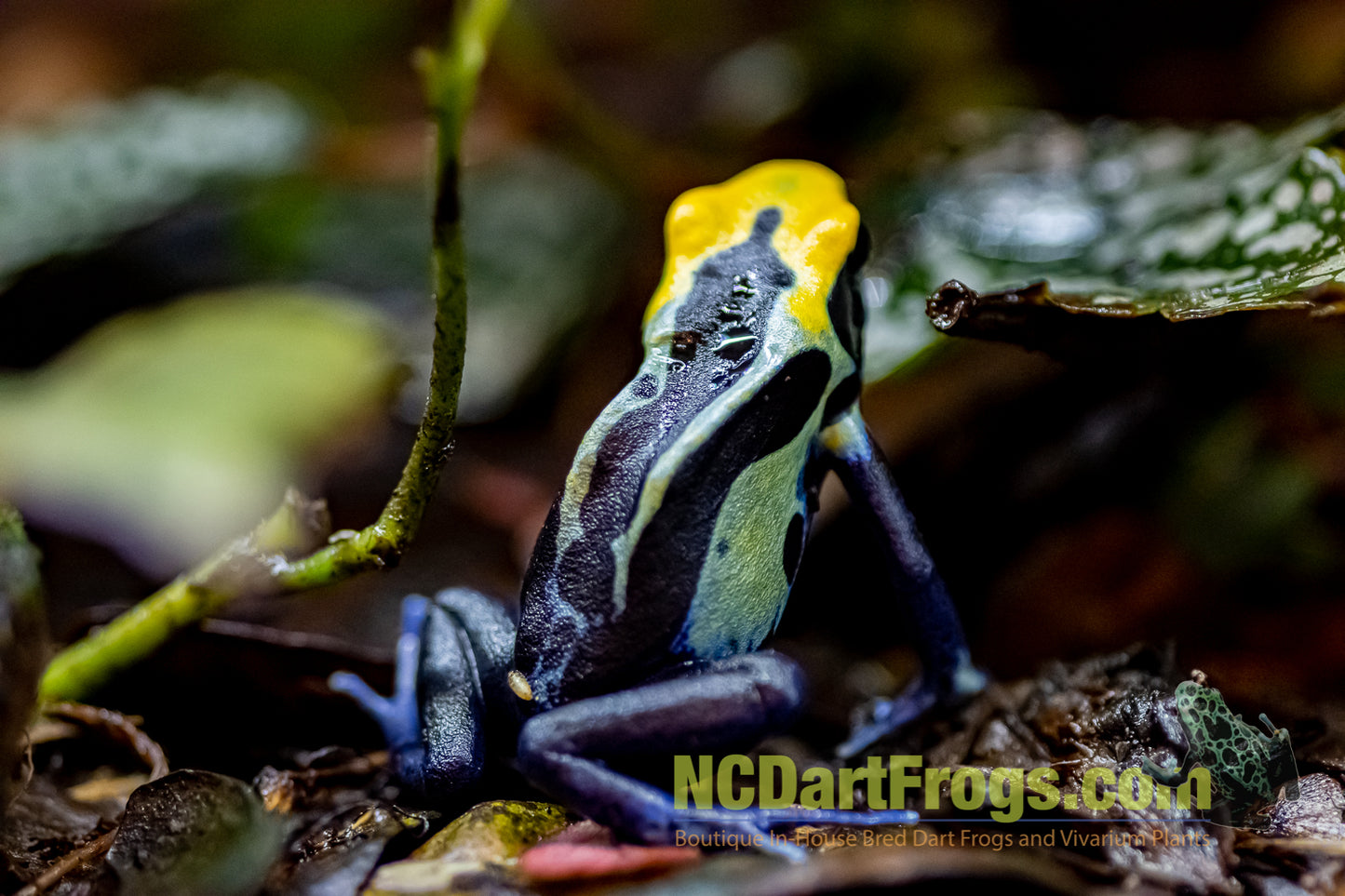 Dendrobates tinctorius “Robertus”