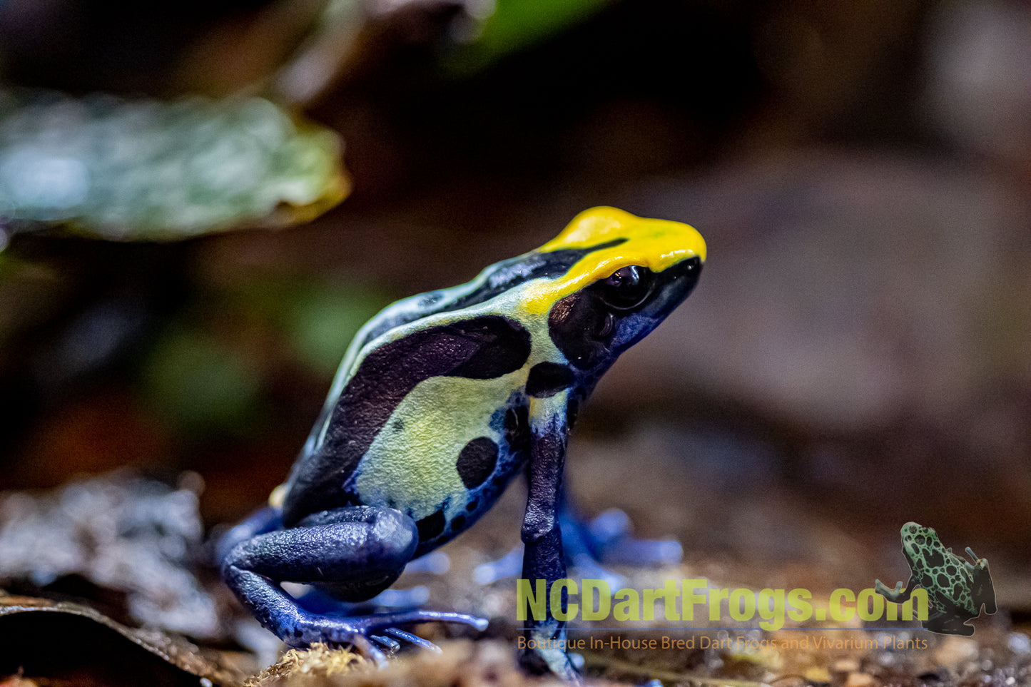 Dendrobates tinctorius “Robertus”