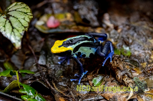 Dendrobates tinctorius “Robertus”