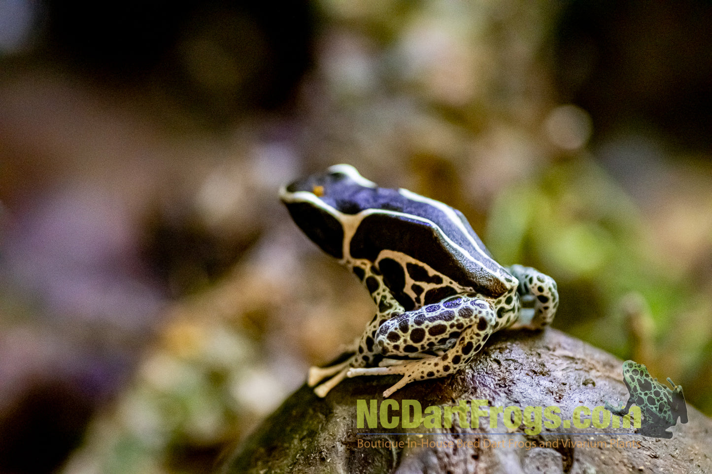 Dendrobates tinctorius “Vanessa”