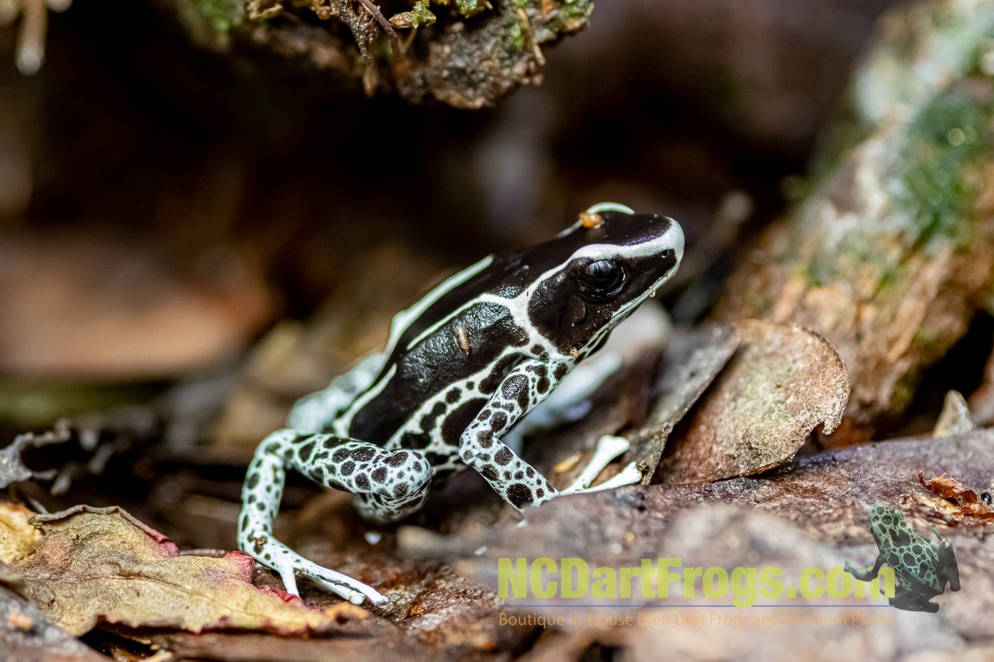 Dendrobates tinctorius “Vanessa”
