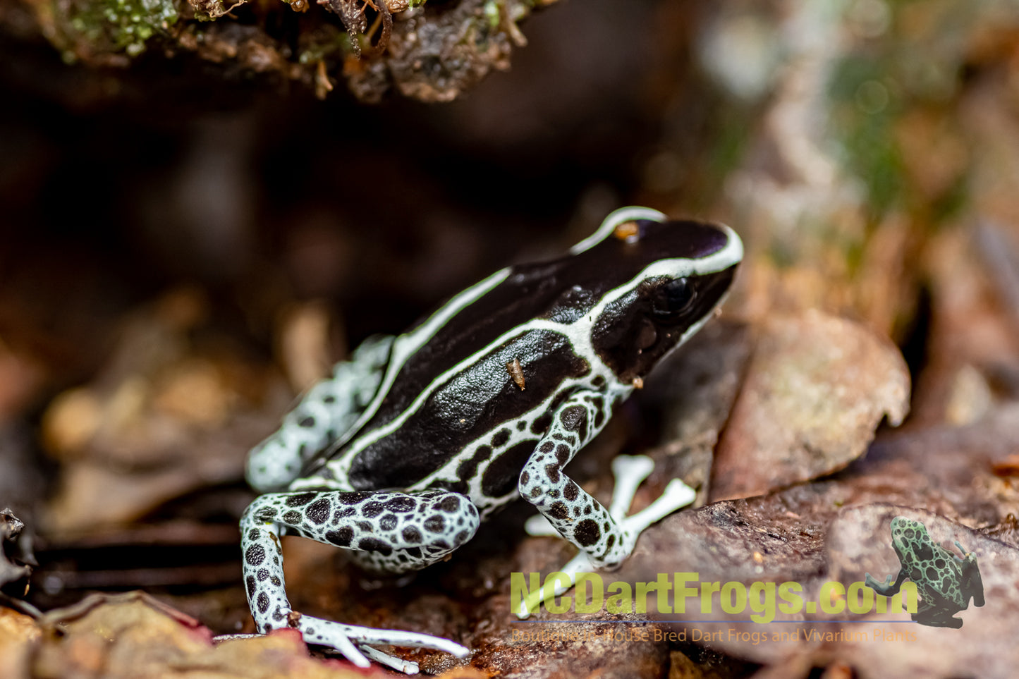 Dendrobates tinctorius “Vanessa”