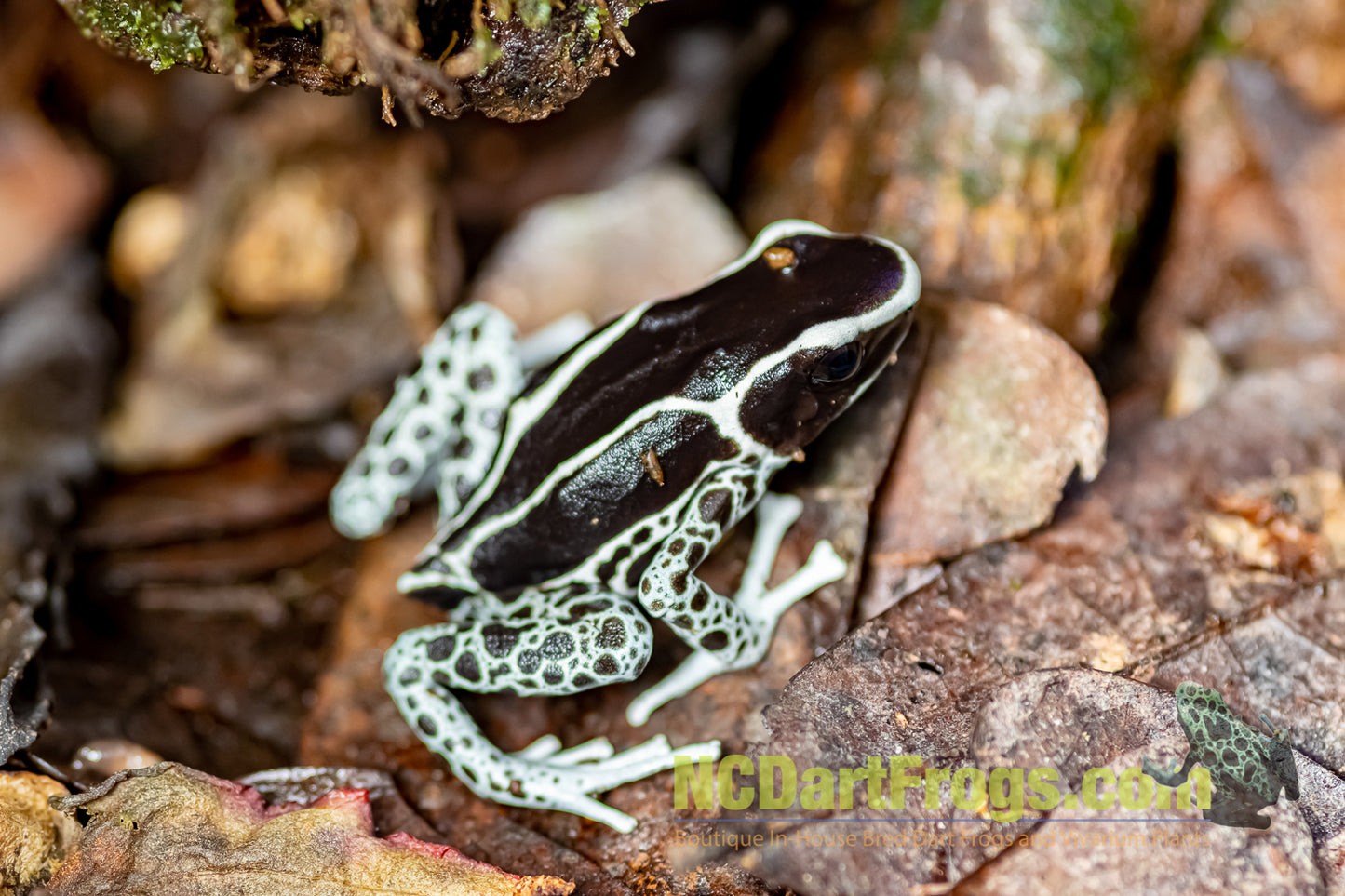 Dendrobates tinctorius “Vanessa”