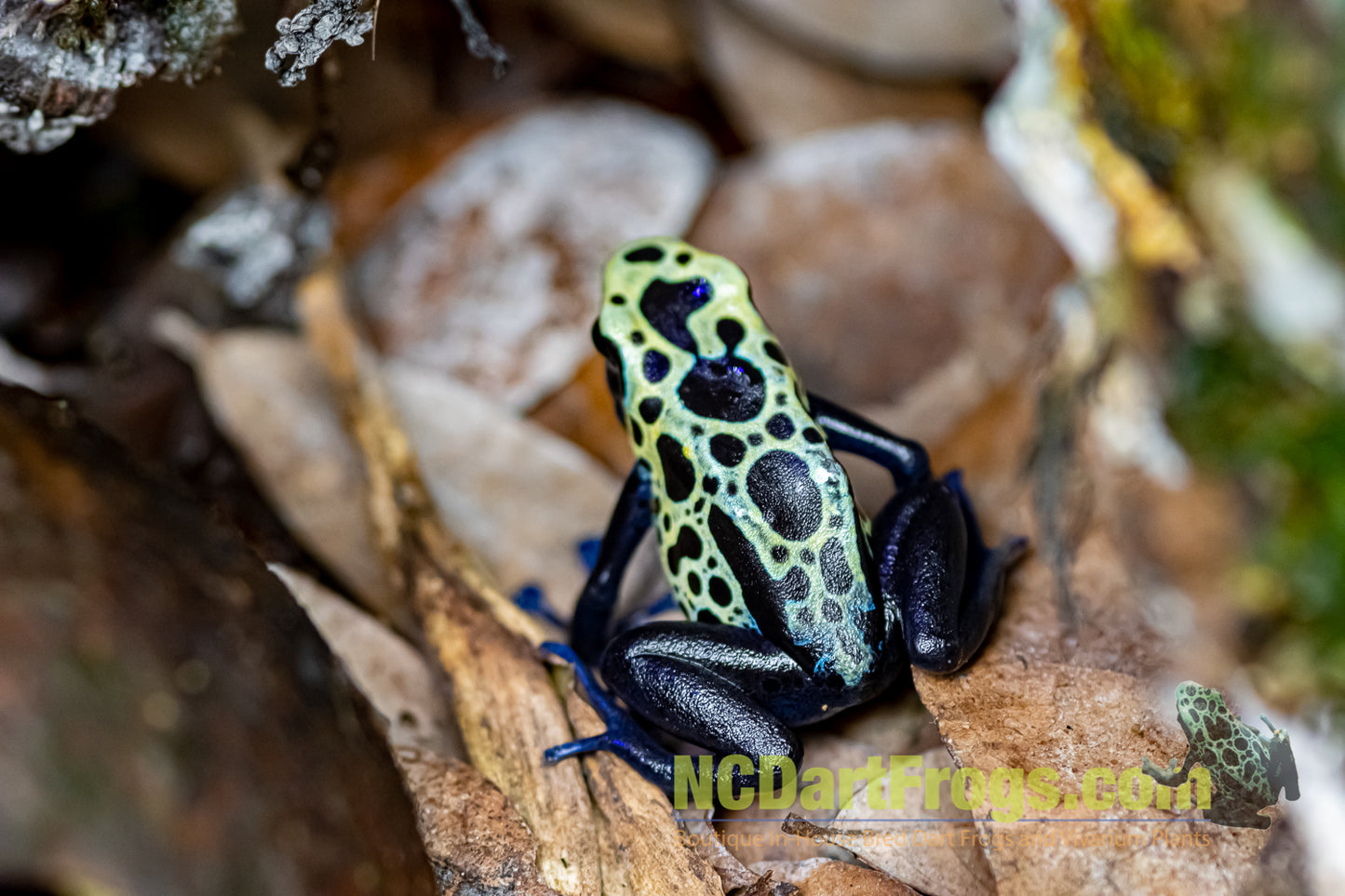 Dendrobates tinctorius "Green Sipaliwini"