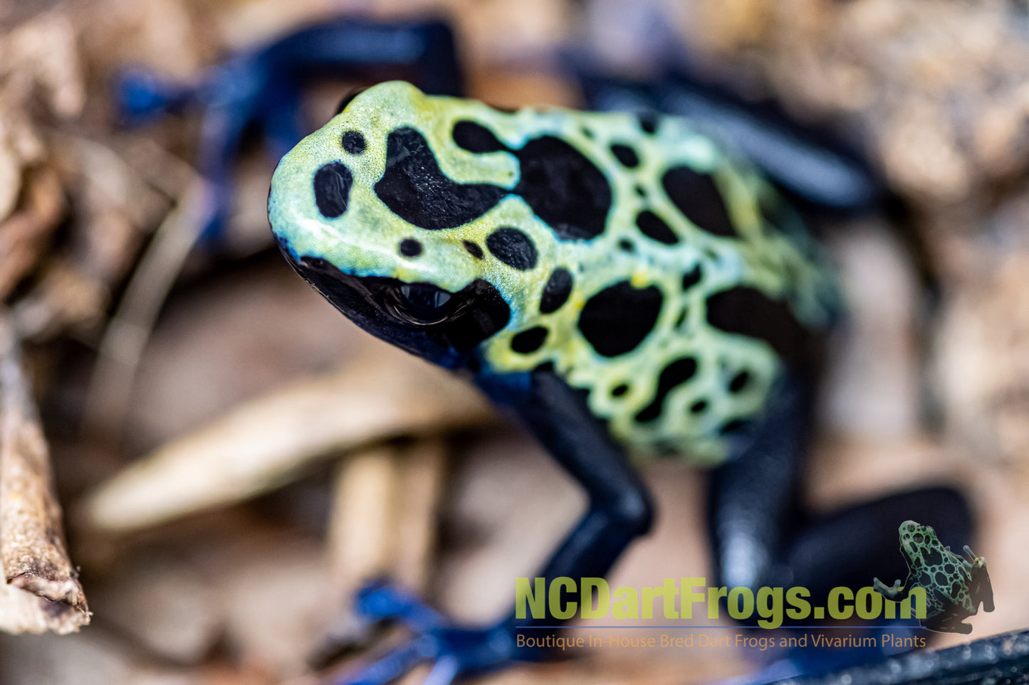 Dendrobates tinctorius "Green Sipaliwini"