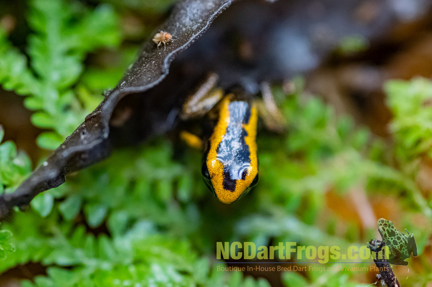 Phyllobates terribilis "Blackfoot Orange"