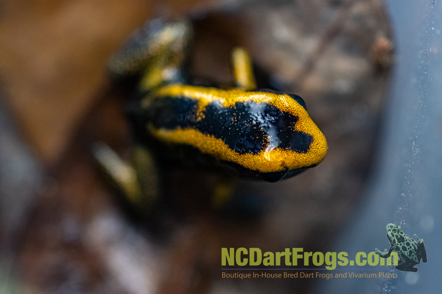 Phyllobates terribilis "Blackfoot Orange"