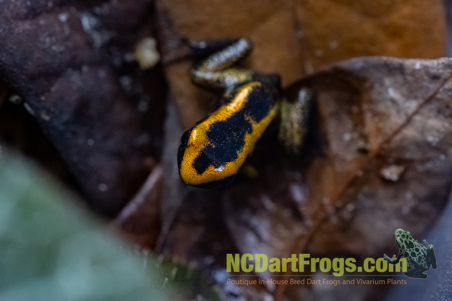 Phyllobates terribilis "Blackfoot Orange"