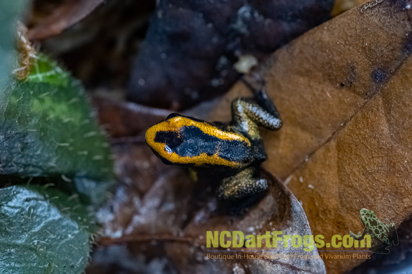 Phyllobates terribilis "Blackfoot Orange"