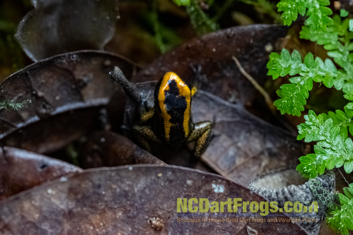 Phyllobates terribilis "Blackfoot Orange"