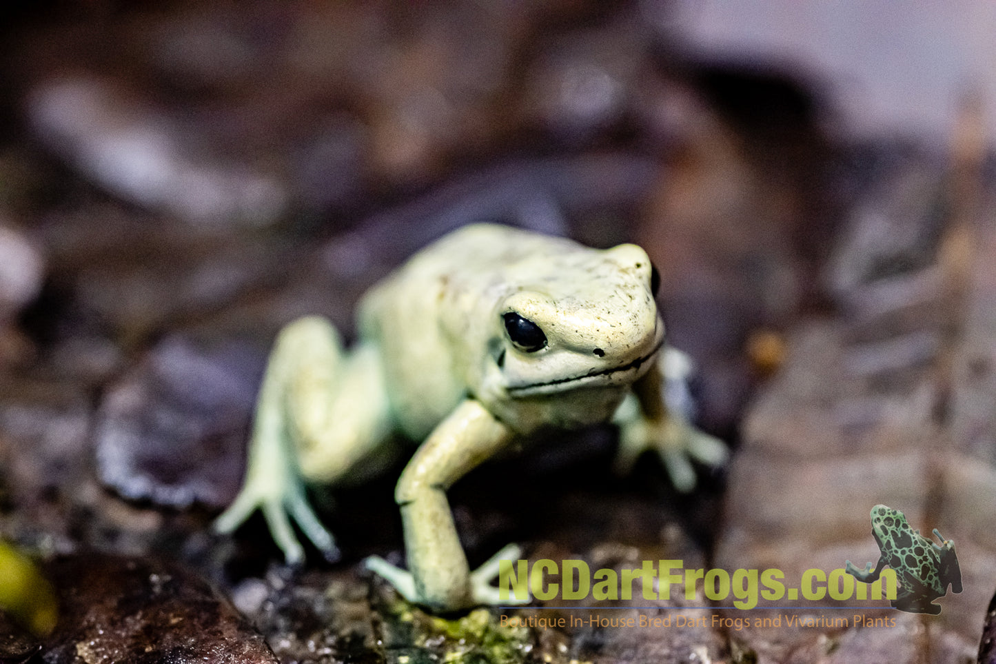 Phyllobates terribilis “Mint”