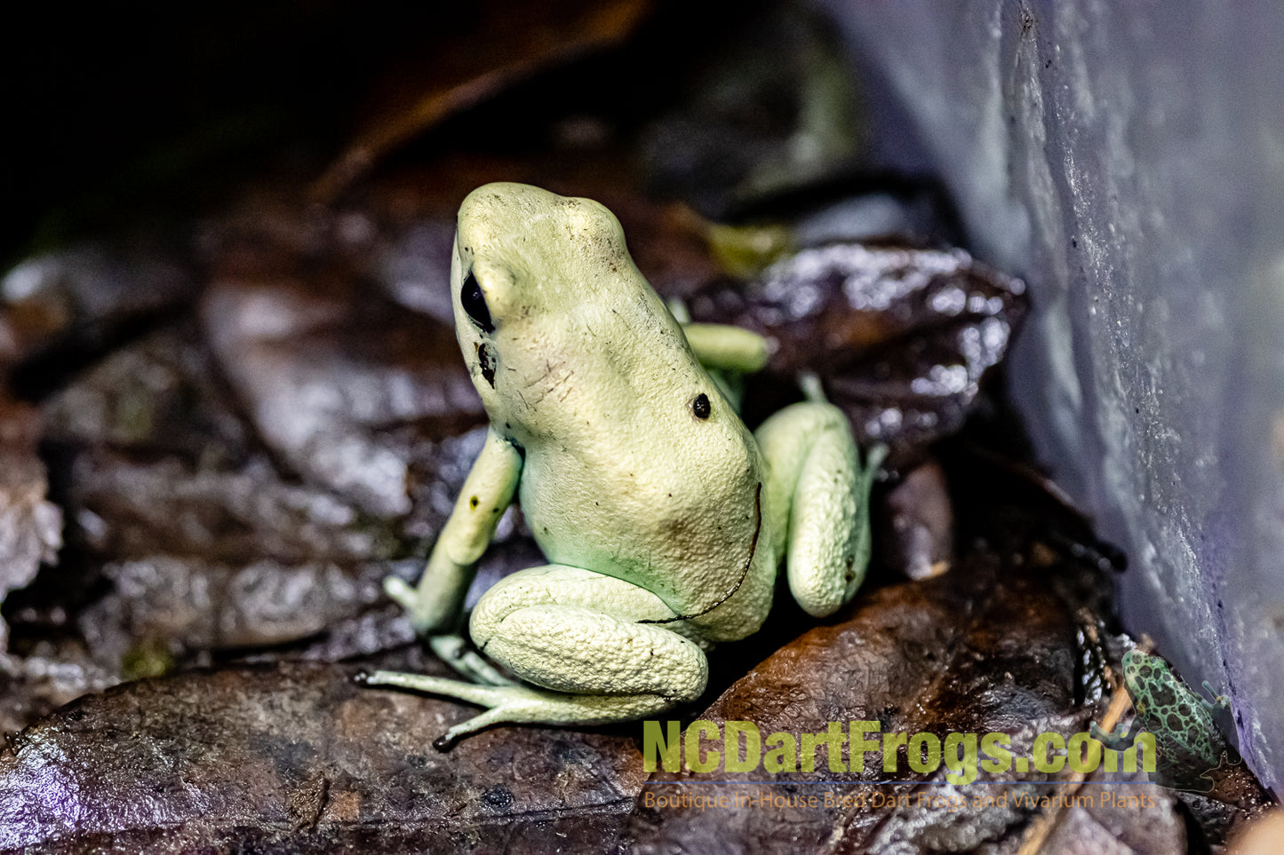 Phyllobates terribilis “Mint”