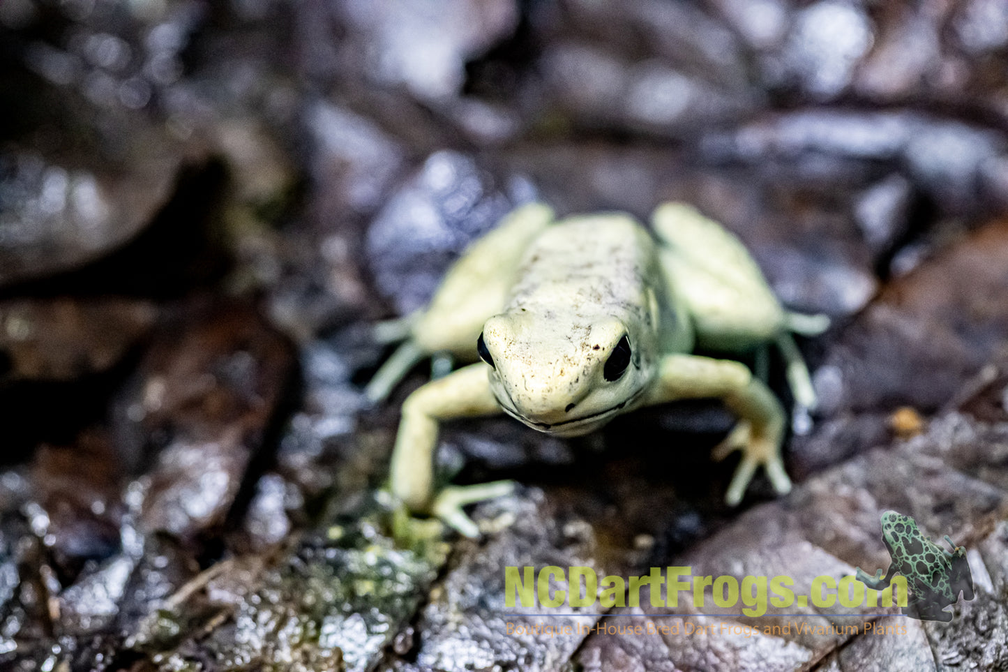 Phyllobates terribilis “Mint”