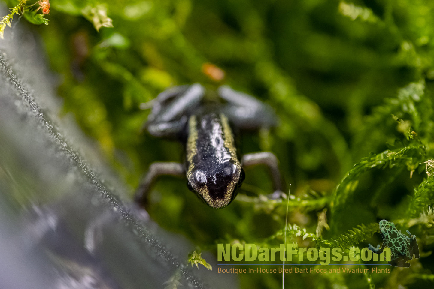 Phyllobates terribilis “Mint”