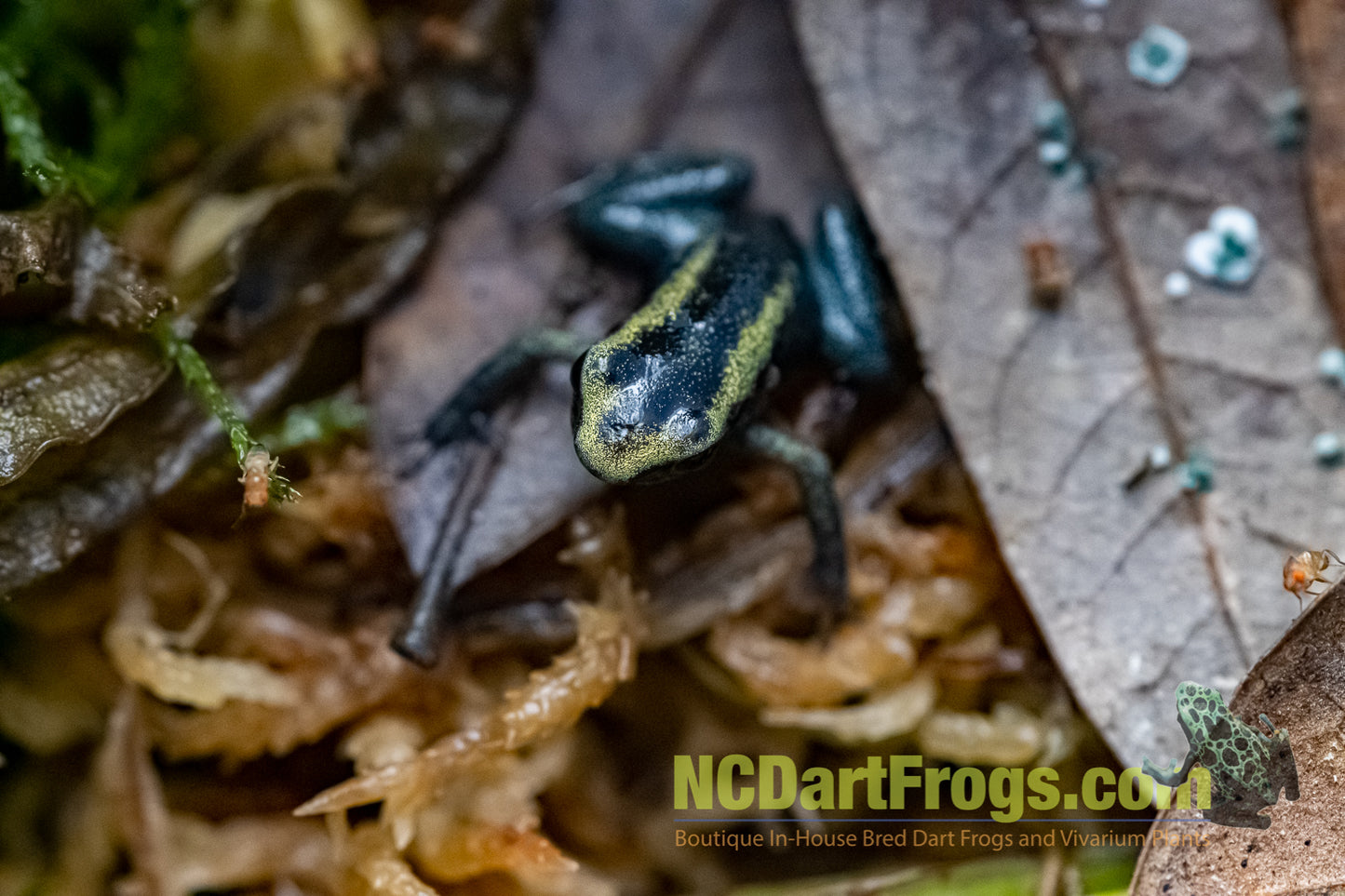 Phyllobates terribilis “Mint”