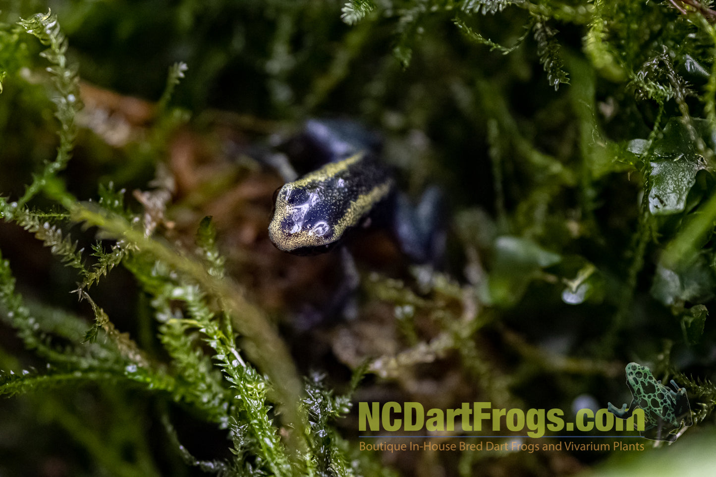 Phyllobates terribilis “Mint”