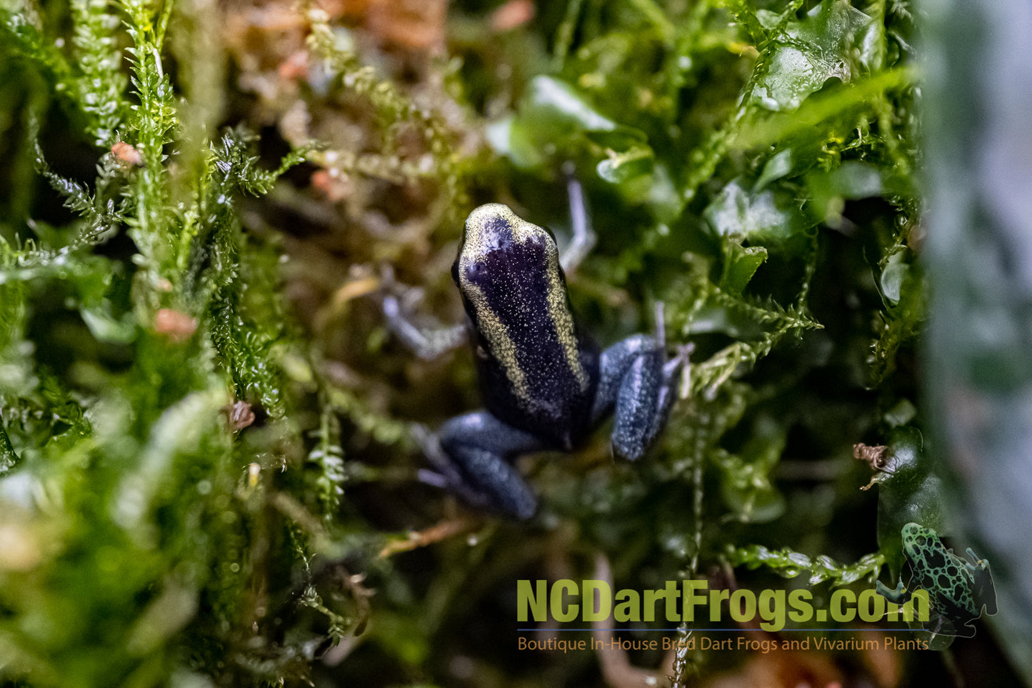 Phyllobates terribilis “Mint”