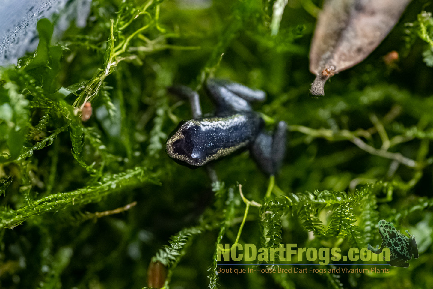 Phyllobates terribilis “Mint”