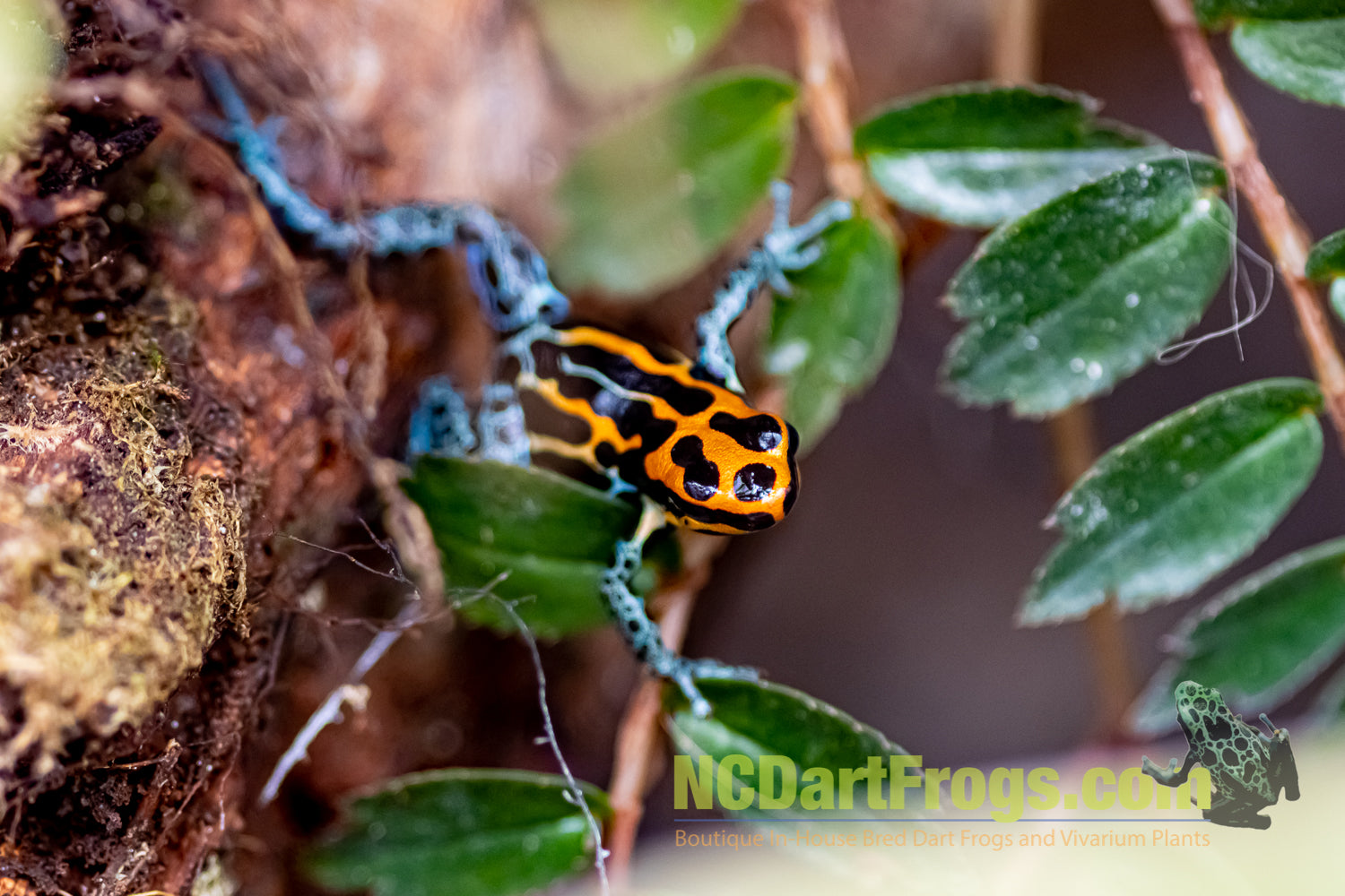 Ranitomeya Amazonica “Red” – NCDartFrogs