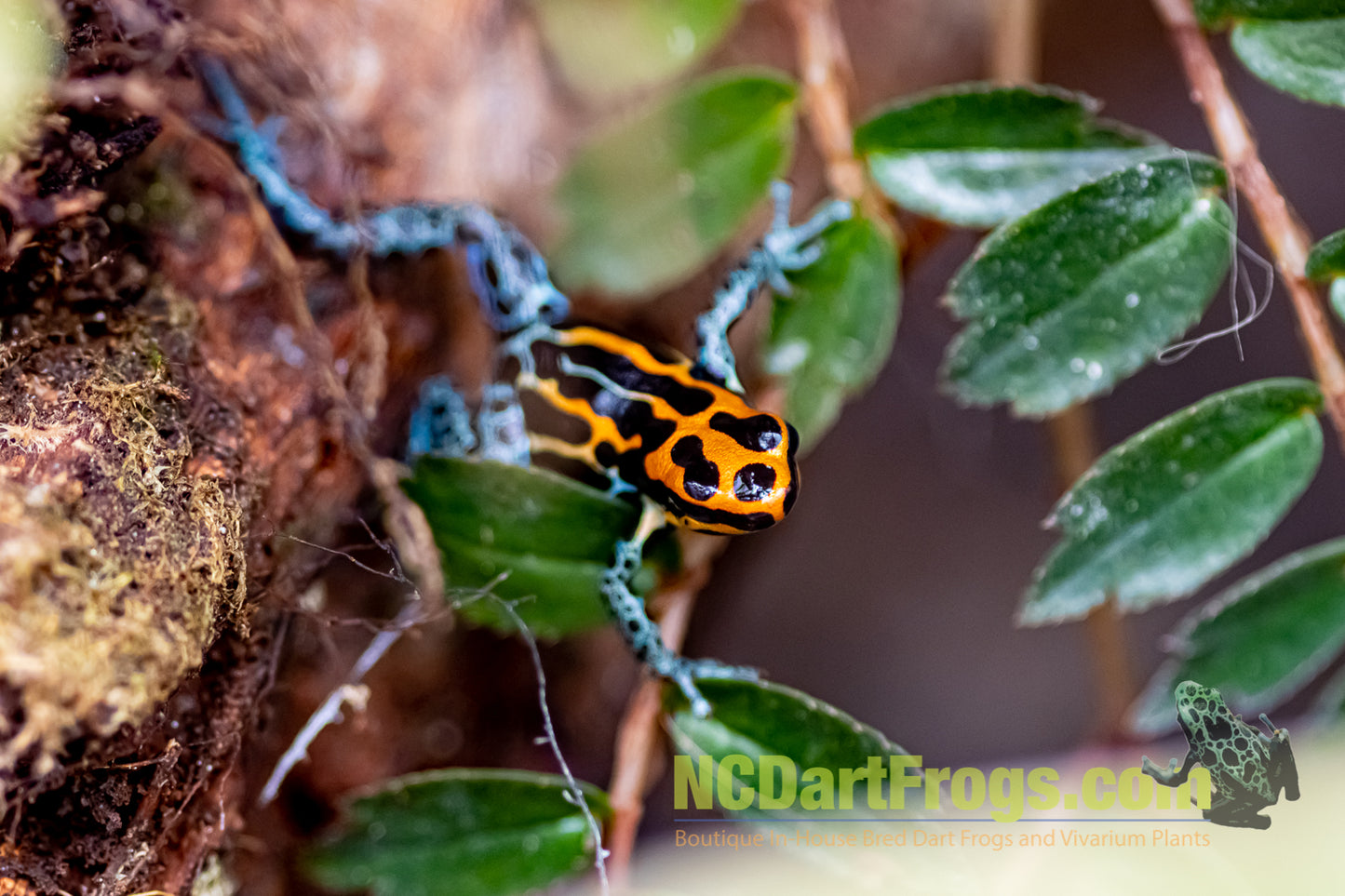 Ranitomeya amazonica “Red”