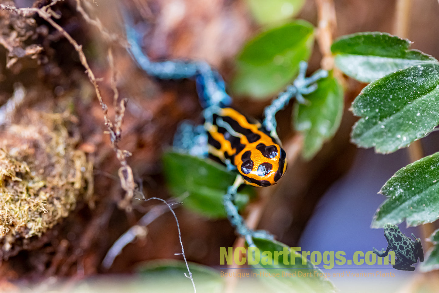 Ranitomeya amazonica “Red”
