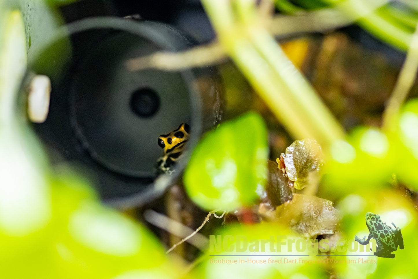 Ranitomeya imitator “Chazuta”