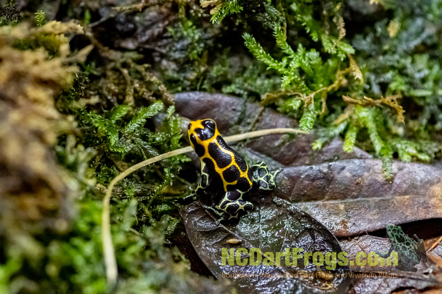 Ranitomeya imitator “Chazuta”