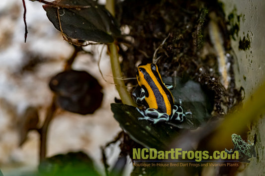 Ranitomeya sirensis “Highland”