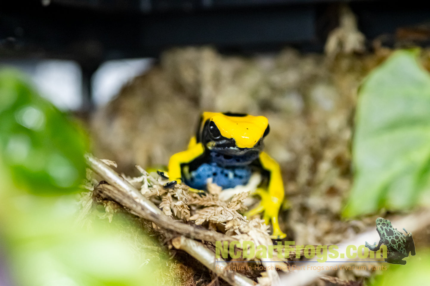 Dendrobates tinctorius "Giant Orange"