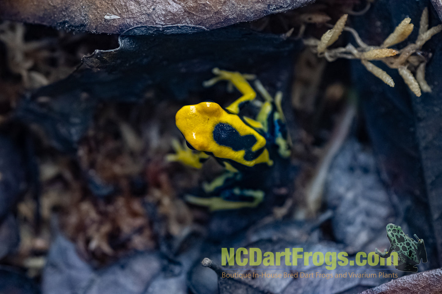 Dendrobates tinctorius "Giant Orange"