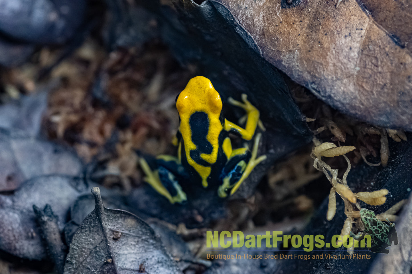 Dendrobates tinctorius "Giant Orange"