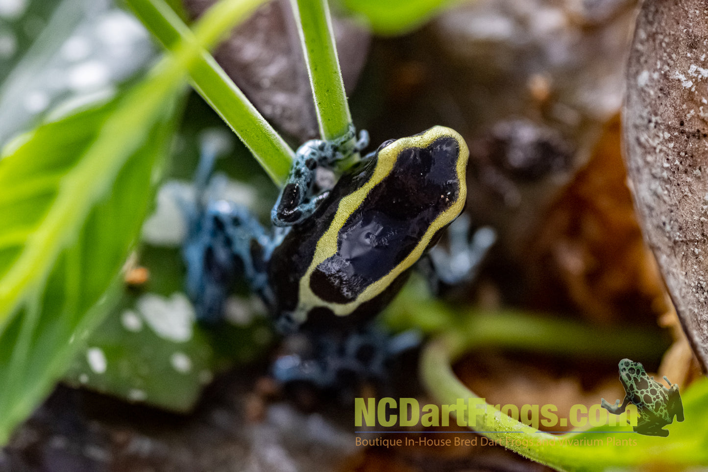 Dendrobates tinctorius “Powder Blue”