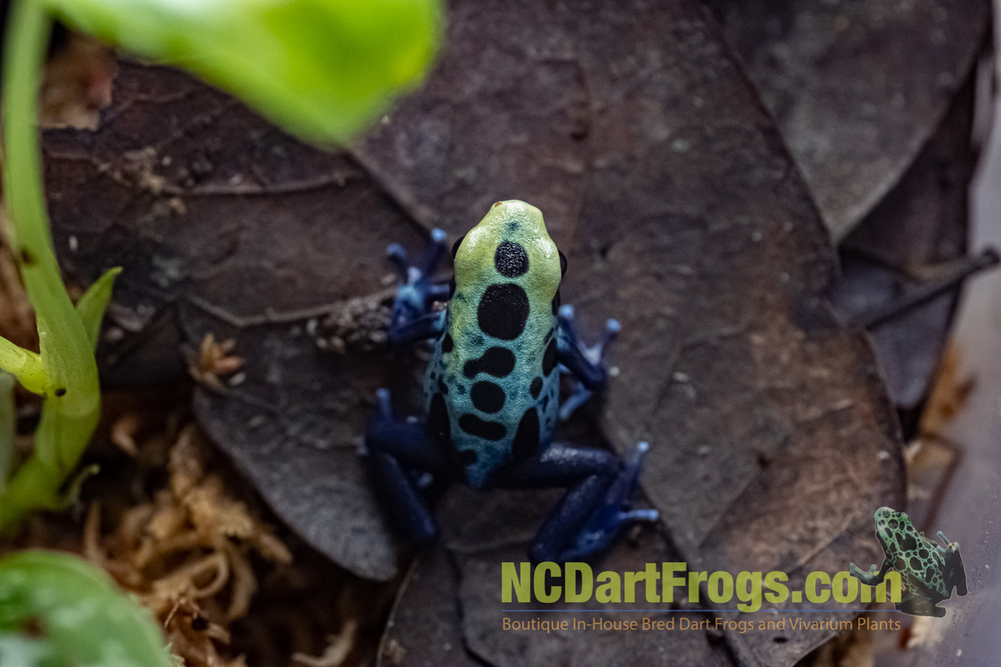 Dendrobates tinctorius “Robertus”