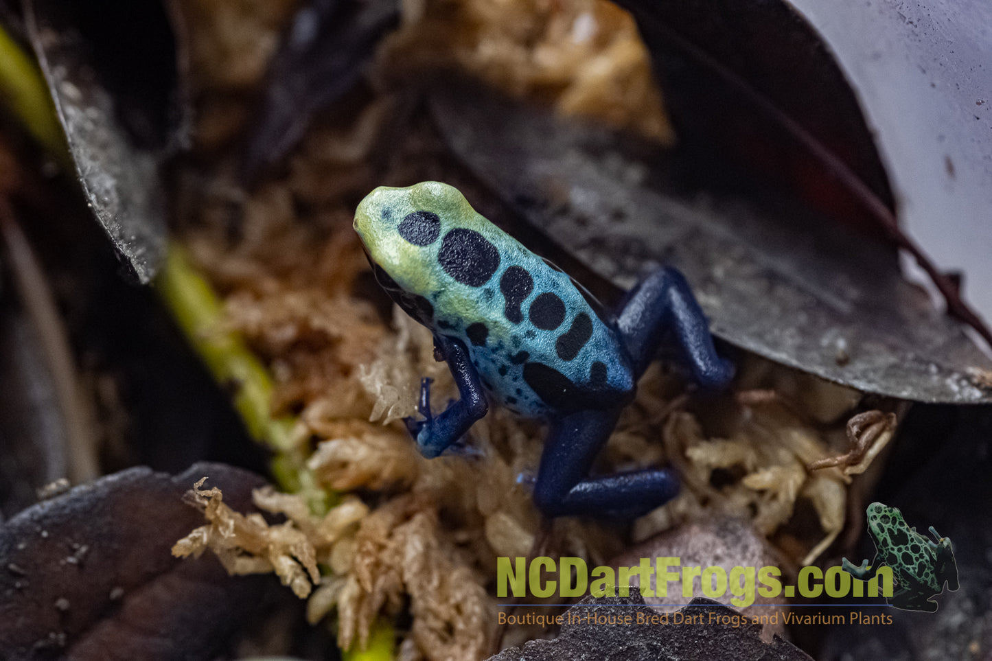 Dendrobates tinctorius “Robertus”